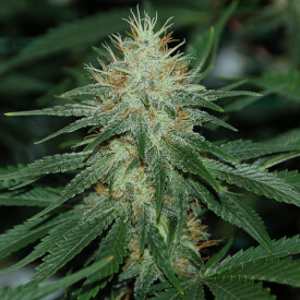 Powerplant feminized marijuana bud