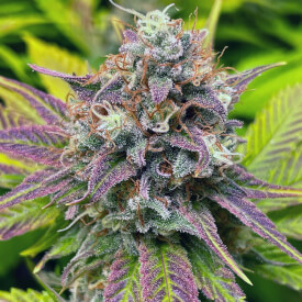Female Purple Kush marijuana plant