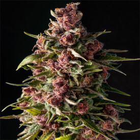 Purple Kush Feminized marijuana plant