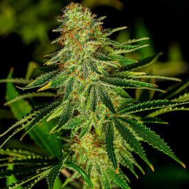 Original Haze feminized from the Sativa mixpack