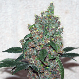 Female bud of Sour Cookies marijuana plant
