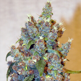 Sour Cookies feminize cannabis bud