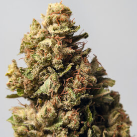 Sour Diesel dried bud