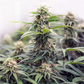 Strawberry Cough marijuana plants