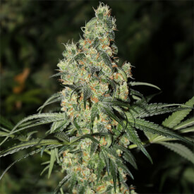 Super Silver Haze feminized marijuana plant