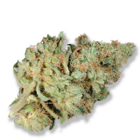 Dried White Widow marijuana bud