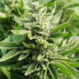 White Widow marijuana bud
