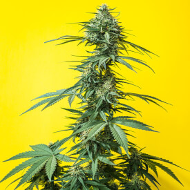 Yellow stone cannabis plant