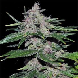 Zkittlez Feminized cannabis plant