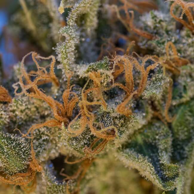Close up of a AK47 cannabis bud