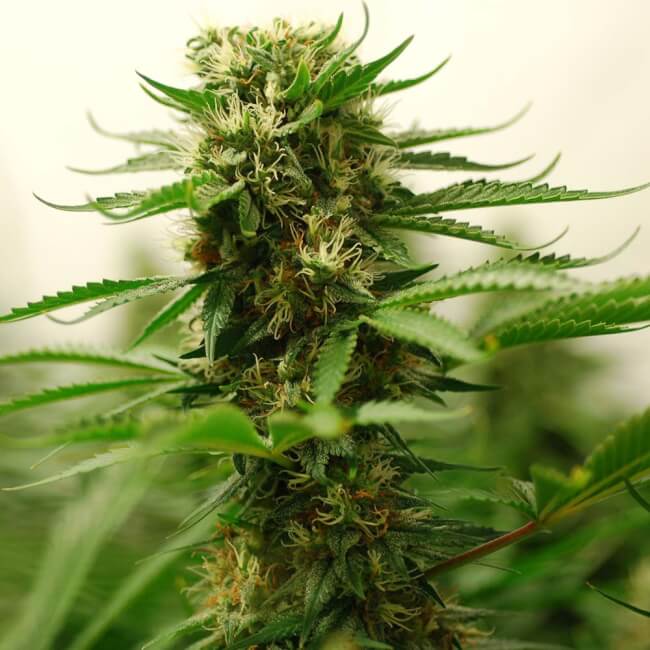 Amnesia Haze marijuana bud