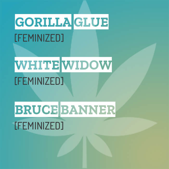 Feminized Mixpack with Gorilla Glue, White widow and Bruce Banner seeds