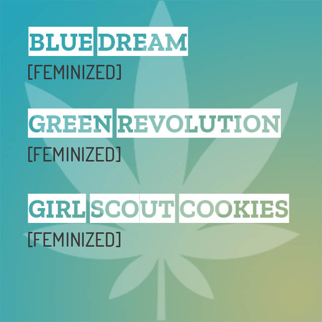 Feminized mixpack with Girl Scout Cookies, Green revolution and Blue Dream seeds