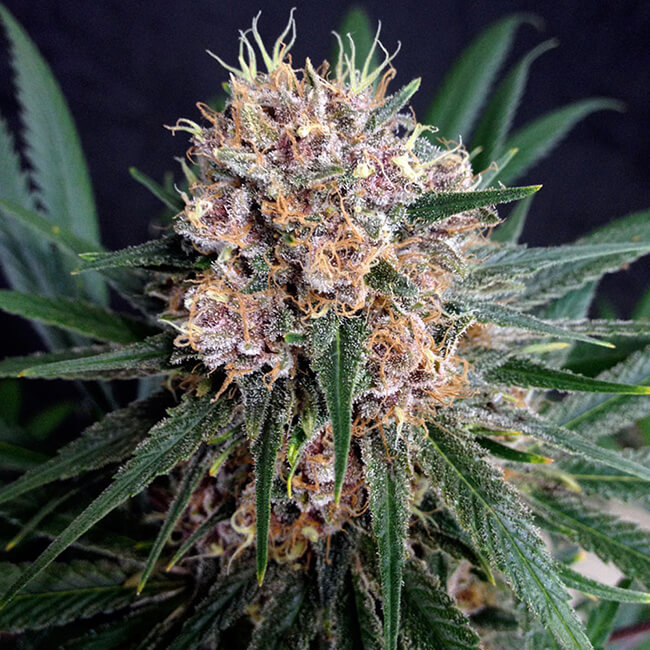 Bud of the Blue Dream cannabis plant