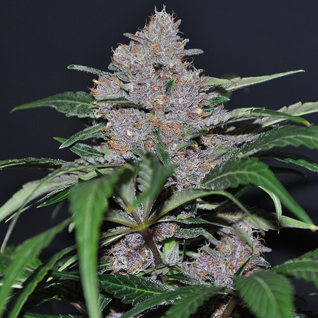 Blue Dream feminized cannabis bud