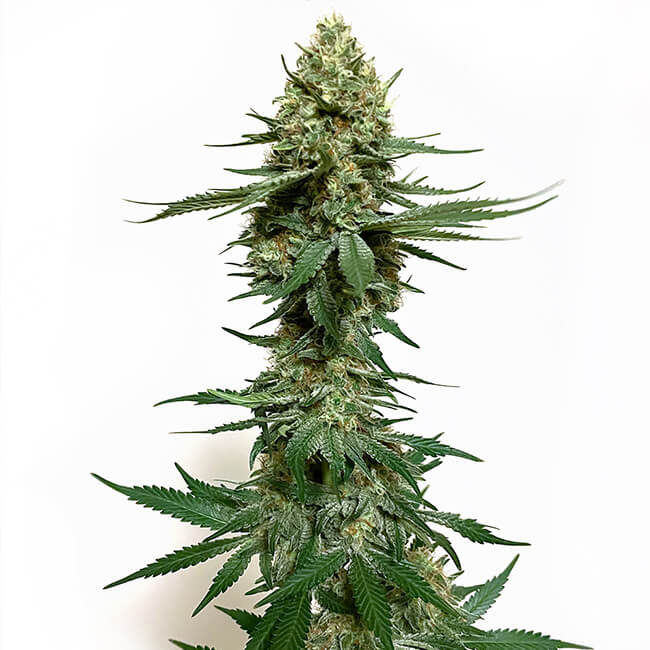 Huge Cheese marijuana bud