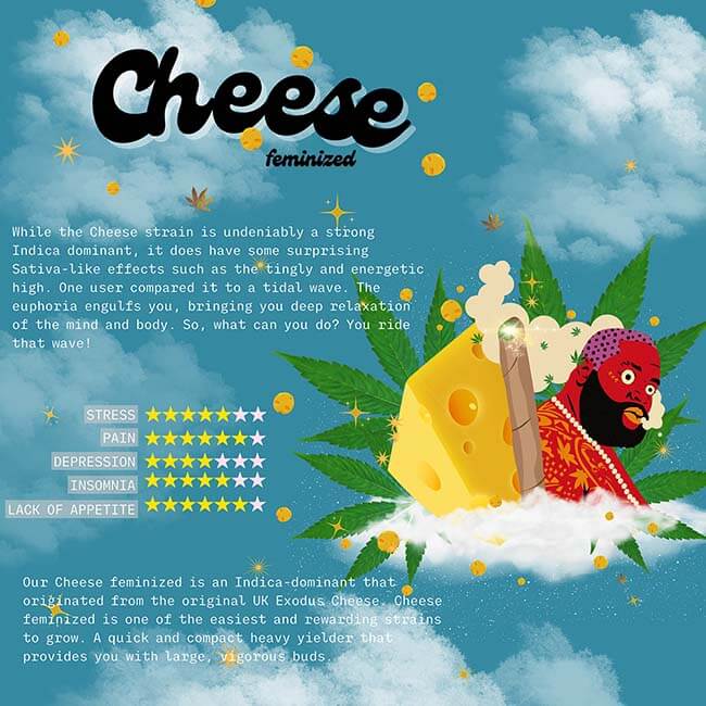 The flyer from Cheese Feminized