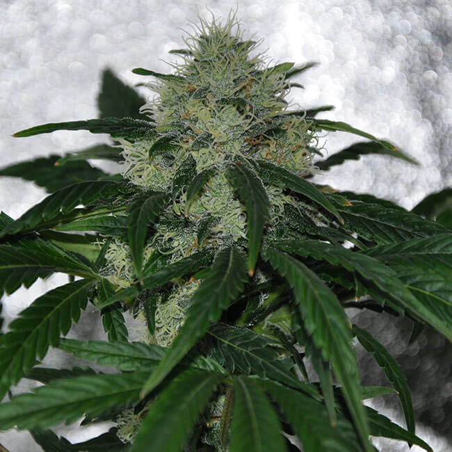 regular ChemDawg marijuana bud