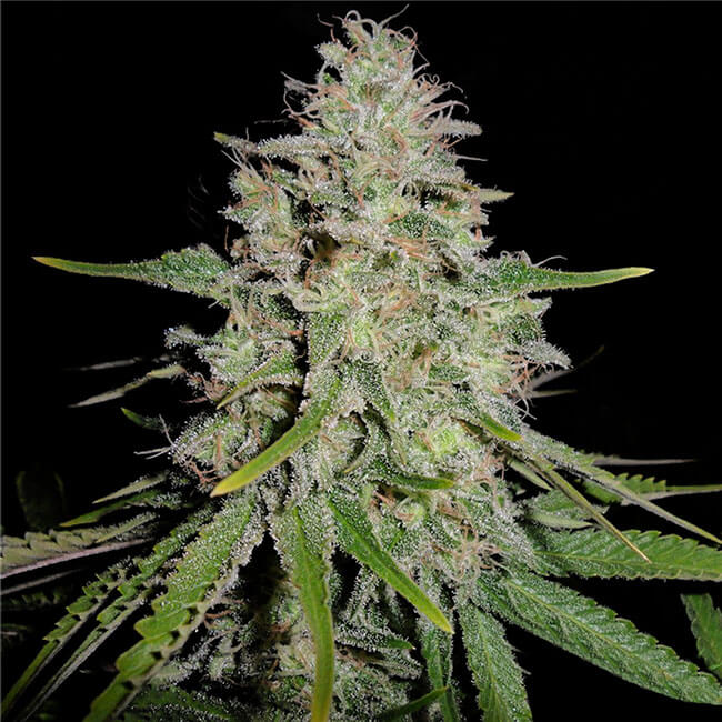 Chronic feminized marijuana bud