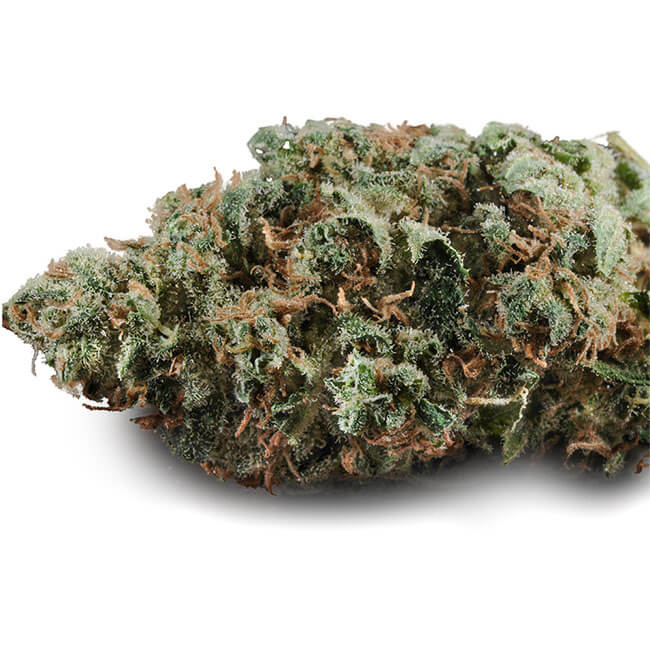Dried Critical marijuana bud