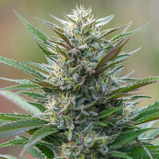 Critical marijuana bud