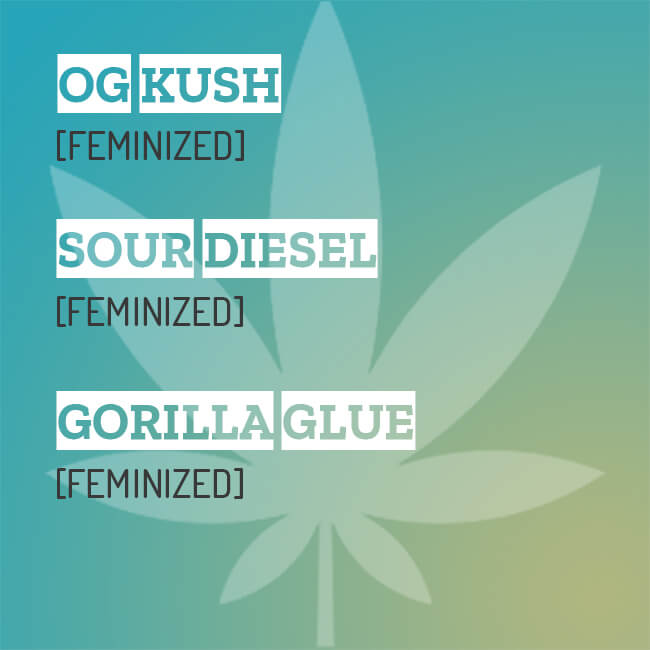 Mixpack of OG Kush, Sour Diesel and Gorilla Glue seeds