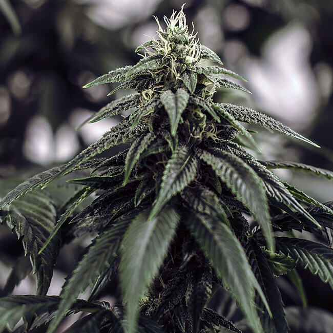 Flowering bud of the Diesel Afghan marijuana plant