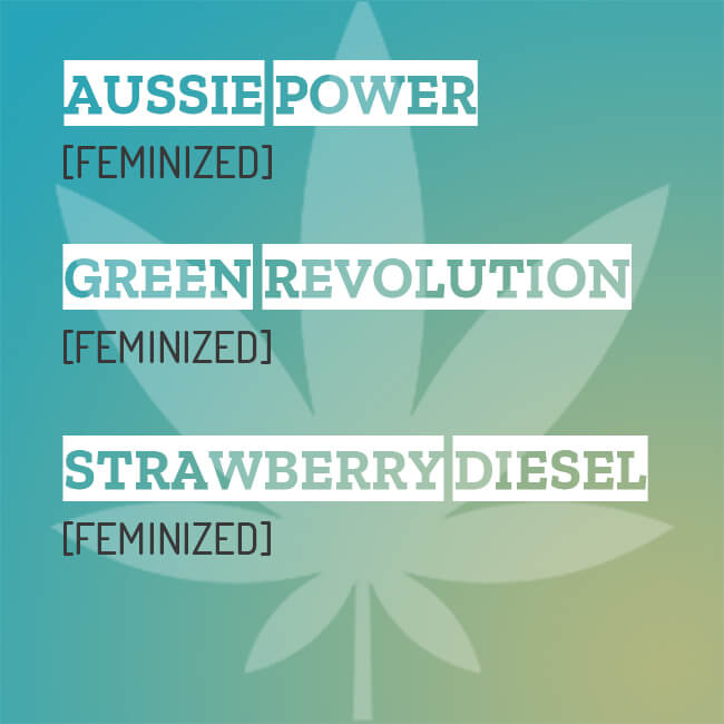 Mixpack of feminized Aussie Power, Strawberry Diesel and Green Revolution seeds