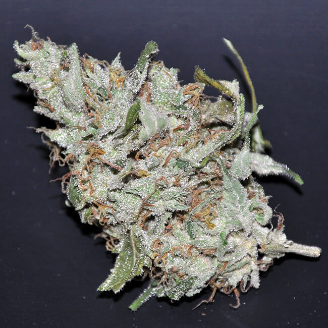 Dried bud of Bruce Banner