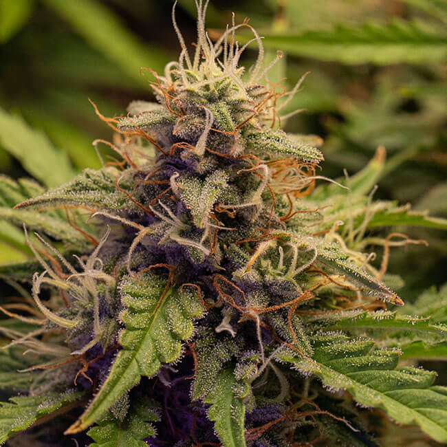 Gelato Auto feminized cannabis plant