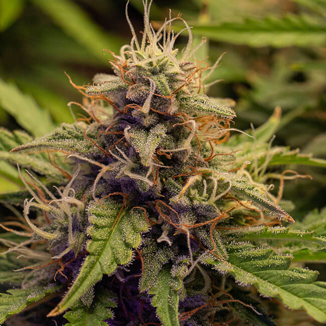 Gelato FEM. Pack X3 Seeds - SMB : : Garden