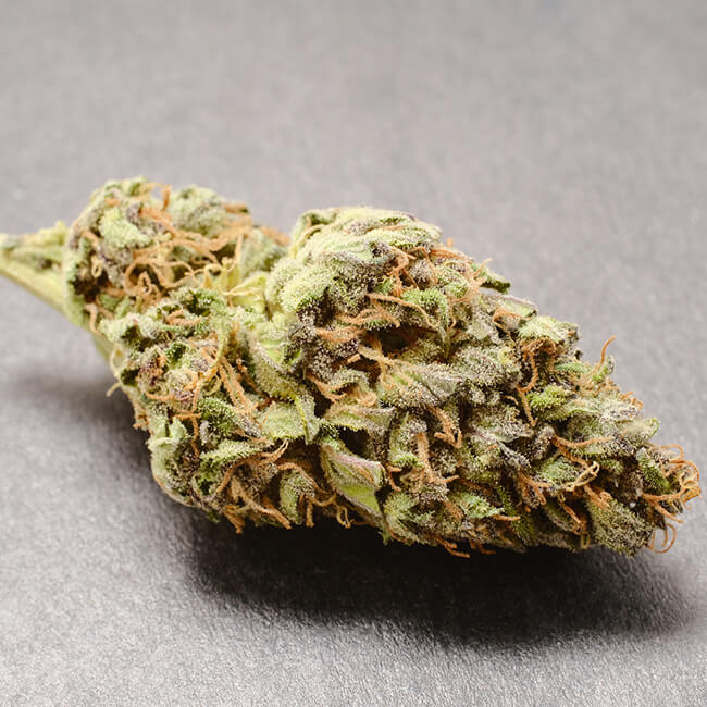Dried bud of the Gorilla Glue feminized marijuana plant