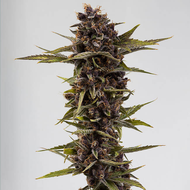 Cannabis bud from Granddaddy Purple