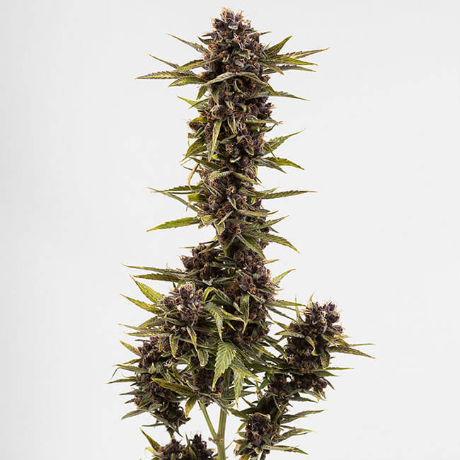 Feminized Granddaddy Purple marijuana plant