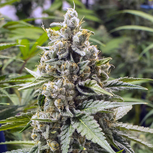 Green Crack cannabis plant