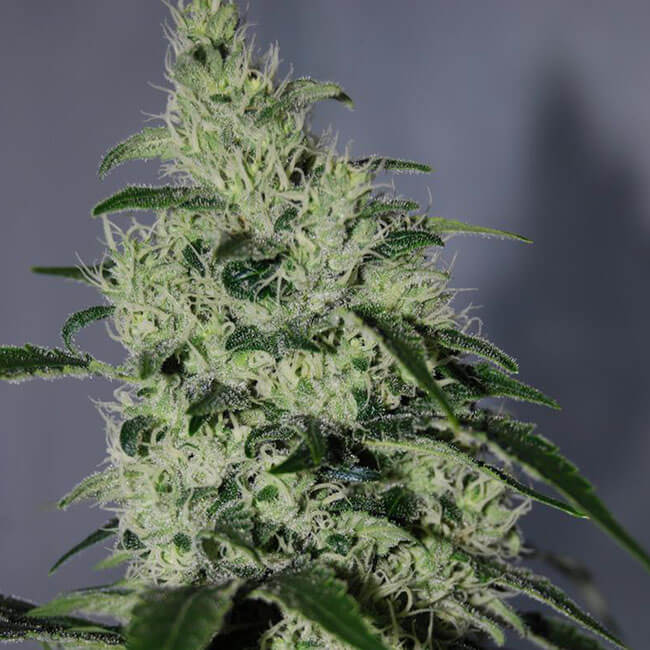 Flowering bud of Green Revolution cannabis strain