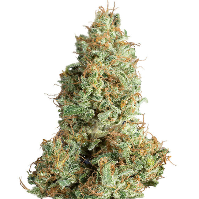 Dried Herodawg cannabis Bud