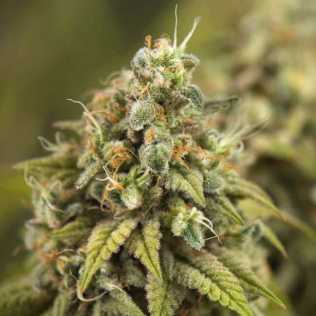 Herodawg cannabis Bud