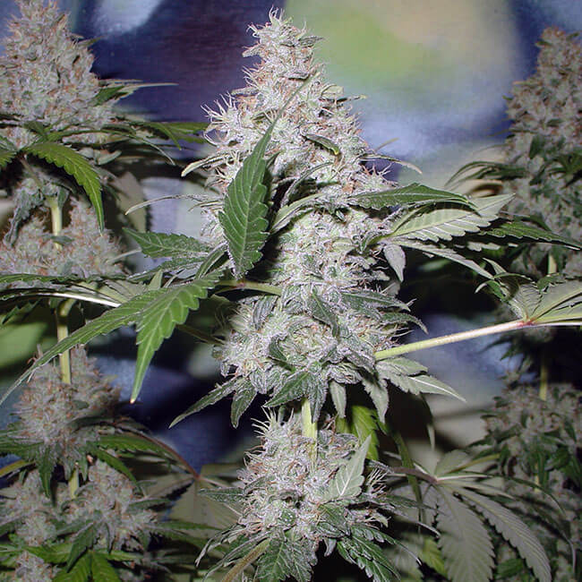 Northern Lights feminized from the Indica mixpack
