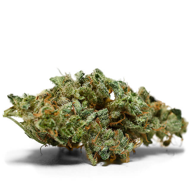 Dried Northern Light marijuana bud