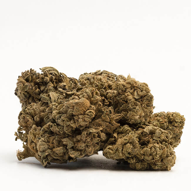 Dried bud from a feminized OG Kush cannabis plant
