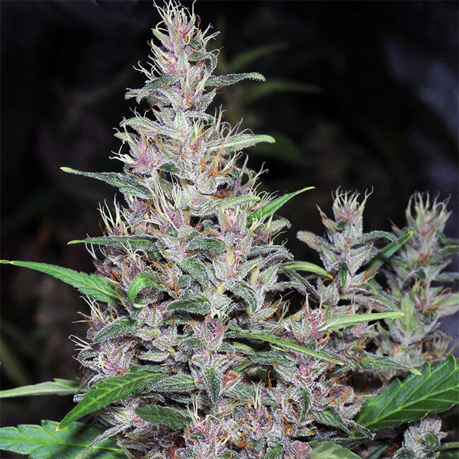 Critical Blue feminized from the Purple/Blue mixpack