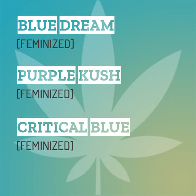 Mixpack of 3 purple.blue marijuana strains