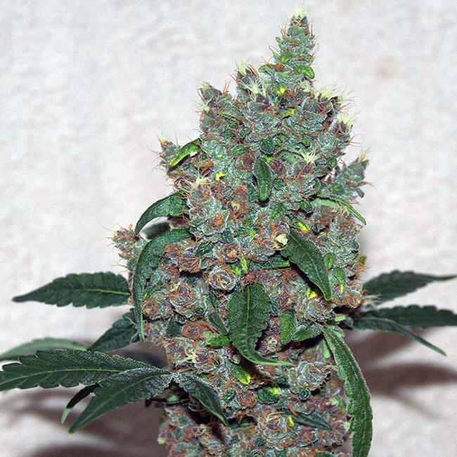 Female bud of Sour Cookies marijuana plant