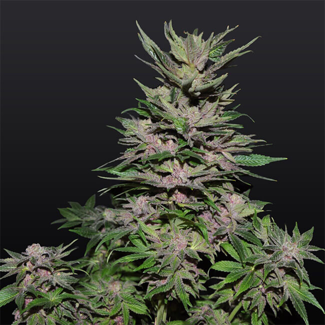 Strawberry Diesel marijuana bud