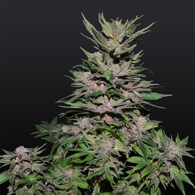 Duke Diamond's Vault – Strawberry Diesel x C99 {FEM} [10pk], Free Seed  With Every Order