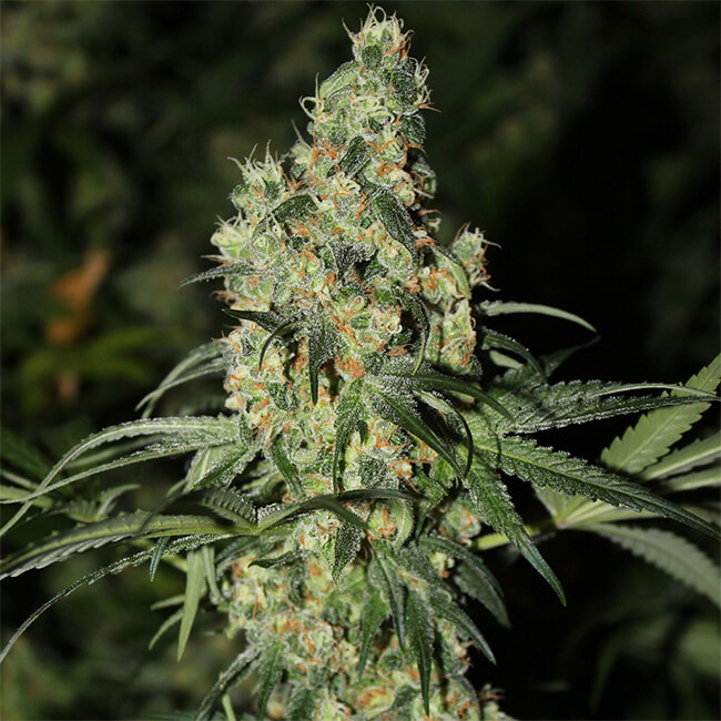 Super Silver Haze cannabis bud