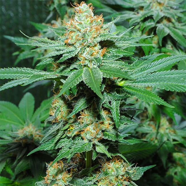 Super Skunk feminized seeds