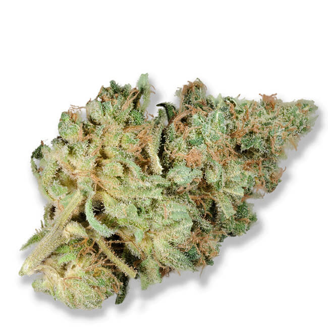 Dried White Widow marijuana bud