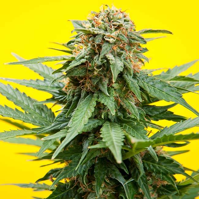 Yellow stone marijuana plant